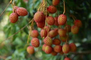 fresh lychee on tree in lychee orchard. photo