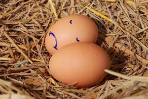 Emotion of fresh eggs  on a straw. photo