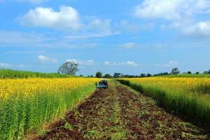 Crotalaria plants in the legume commonly grown as a green manure. And used as cattle feed, as well as to the beauty of a tourist attraction. photo