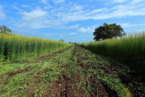 Crotalaria plants in the legume commonly grown as a green manure. And used as cattle feed, as well as to the beauty of a tourist attraction. photo