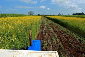 Crotalaria plants in the legume commonly grown as a green manure. And used as cattle feed, as well as to the beauty of a tourist attraction. photo