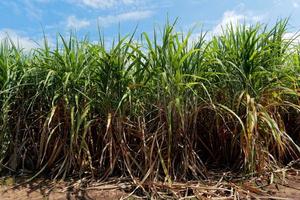 sugarcane field with blue sky photo