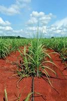 sugarcane field with blue sky photo