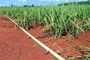 sugarcane field with blue sky photo