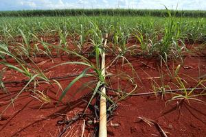 sugarcane field with blue sky photo