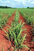 sugarcane field with blue sky photo