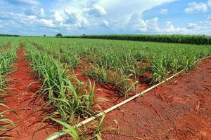 sugarcane field with blue sky photo