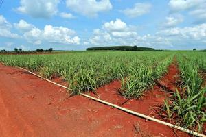 campo de caña de azúcar con cielo azul foto