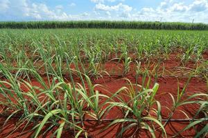 sugarcane field with blue sky photo