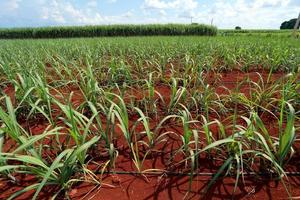 sugarcane field with blue sky photo
