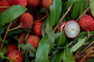 Lychee, Fresh lychee and peeled showing the red skin and white flesh with green leaf . photo