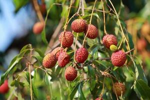 fresh lychee on tree in lychee orchard. photo