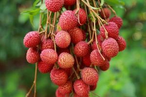 fresh lychee on tree in lychee orchard. photo