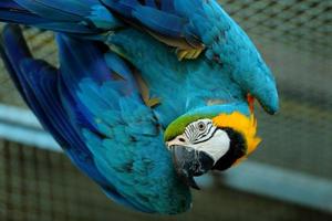 Macaw beautiful bird photo