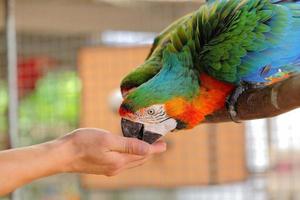Macaw beautiful bird photo