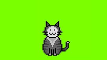 Cute fat cat pixel art with empty thinking bubble on green screen animation video