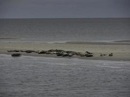 la playa de baltrum foto