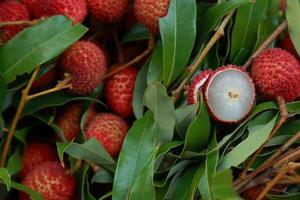 lichi, lichi fresco y pelado que muestra la piel roja y la pulpa blanca con hoja verde. foto