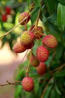 fresh lychee on tree in lychee orchard. photo