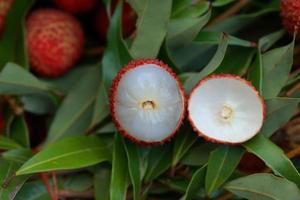 Lychee, Fresh lychee and peeled showing the red skin and white flesh with green leaf . photo