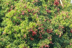 lichi fresco en el árbol en el huerto de lichi. foto