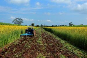 Crotalaria plants in the legume commonly grown as a green manure. And used as cattle feed, as well as to the beauty of a tourist attraction. photo