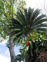 funchal and the island madeira photo