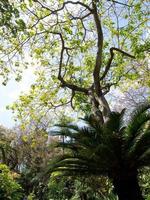 funchal y la isla de madeira foto