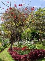 funchal and the island madeira photo