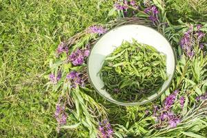 Process of fermentation of tea. Manual processing Ivan tea fermentation photo