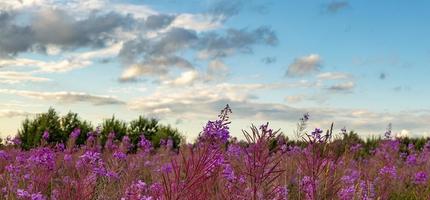 Pink flower on fireweed flower field background photo