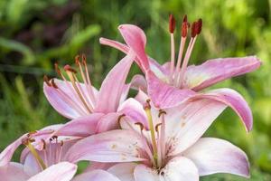 flor de lirio rosa en la naturaleza, jardín al aire libre foto