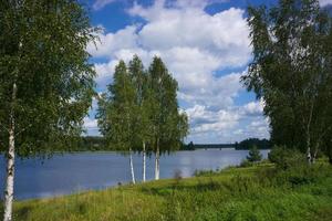 Single birch tree standing on waterside on summer day photo