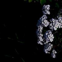 dramáticas flores blancas foto