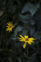 yellow flower Jerusalem artichoke. disturbing floral background photo