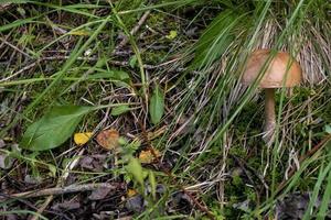 The vegetation of the forest. Small sturdy white mushroom in green grass. photo