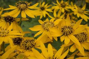 Jerusalem artichoke flowers background. photo