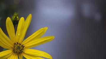 alcachofa de Jerusalén flor amarilla. perturbador fondo floral foto