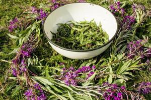 Process of fermentation of tea. Manual processing Ivan tea fermentation photo