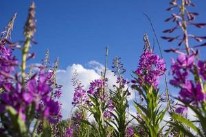 Blooming Willow herb, Ivan tea on blue sky. Willow-herb meadow. willow-herb tea, photo