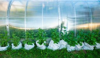 Potatoes growing in a bag. photo