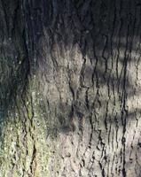 tree brown bark texture with green moss