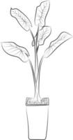 Isolated tree rose flower hand drawing line art with leaves vector