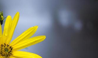 yellow flower Jerusalem artichoke. disturbing floral background photo