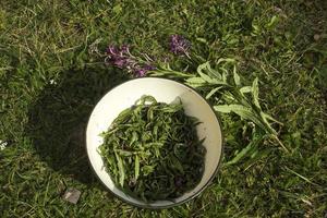 Process of fermentation of tea. Manual processing Ivan tea fermentation photo