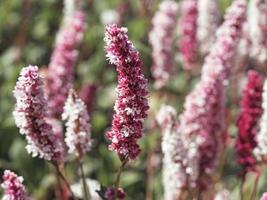 Closeup of a Persicaria bistort flower spike photo