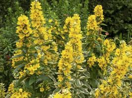 lisimaquia amarilla lysimachia punctata alexander floreciendo en un jardín foto