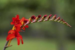 Crocosmia flower spike with open red flowers and buds photo