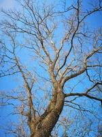 ramas de los árboles sobre un fondo de cielo azul foto
