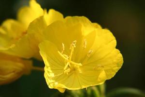 yellow evening primerose photo